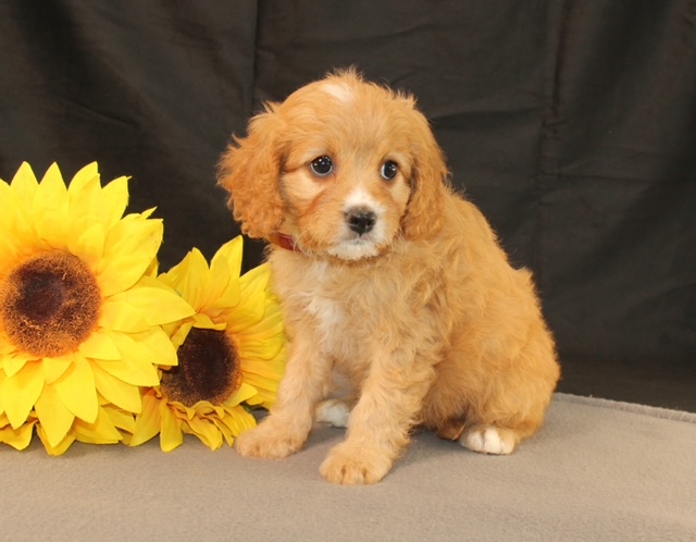 puppy, for, sale, Cavapoo, Ivan J. Stoltzfus, dog, breeder, Dornsife, PA, dog-breeder, puppy-for-sale, forsale, nearby, find, puppyfind, locator, puppylocator, aca